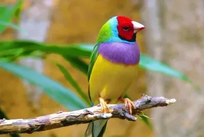 pajarito colorido