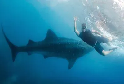 TiburÃ³n ballena y buzo