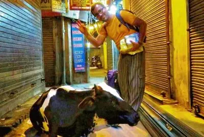 פאזל של Sacred Cow in Delhii storage