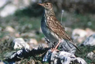 Allodola di Dupont