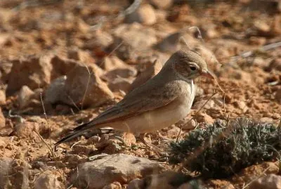 Allodola del deserto minore