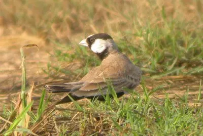 Allodola passero testanera