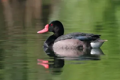 Anatra beccorosso