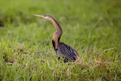 Aninga africana