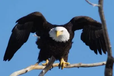 Aquila calva