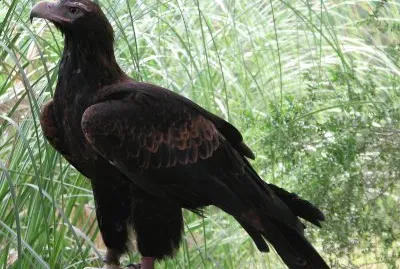 Aquila codacuneata