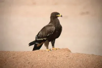 Aquila delle steppe