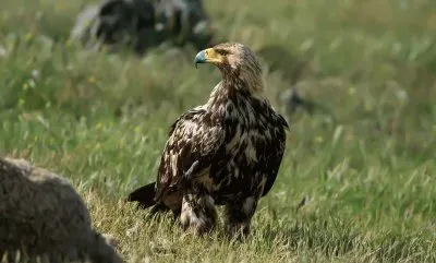 Aquila imperiale iberica