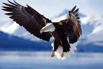 Aquila imperiale