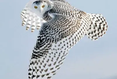 white owl