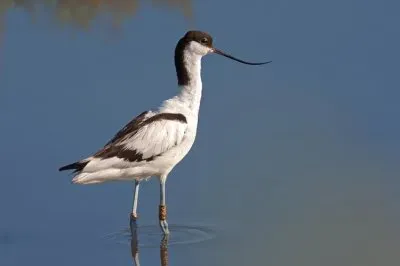Avocetta jigsaw puzzle