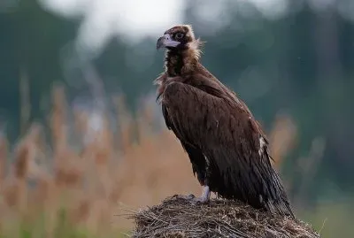 Avvoltoio monaco jigsaw puzzle