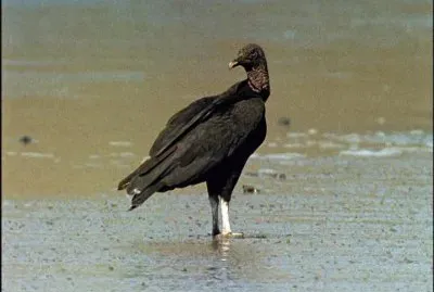 Avvoltoio nero jigsaw puzzle