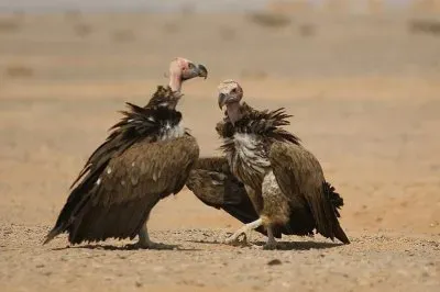 Avvoltoio orecchiuto jigsaw puzzle