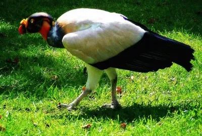 Avvoltoio reale jigsaw puzzle