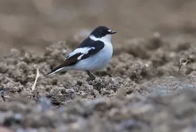 Balia caucasica jigsaw puzzle