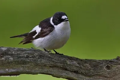 Balia dal collare jigsaw puzzle