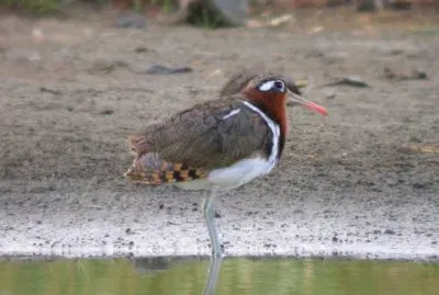 Beccaccia dorata