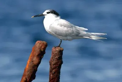 Beccapesci