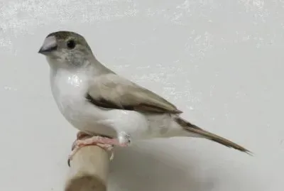 Becco di piombo