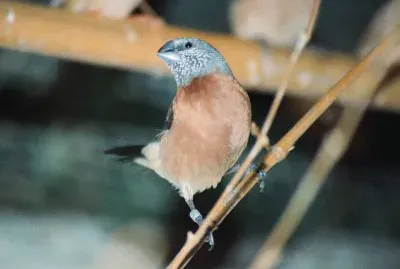 פאזל של Becco di piombo testa perlata