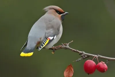 פאזל של Beccofrusone