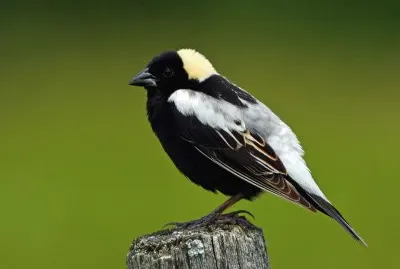 Bobolink