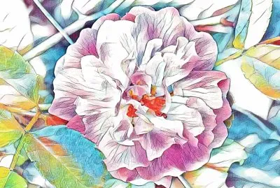 Wild rose (photo edited