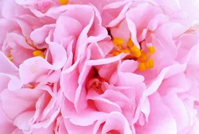 Double Camillia