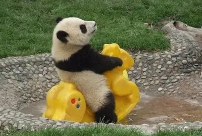ä¸­åœ‹ç†Šè²“