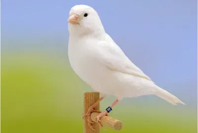 Canarino bianco