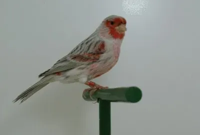 Canarino agata rosso pastello