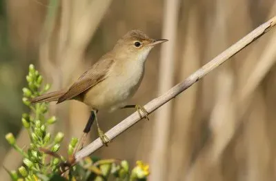 Cannaiola verdognola