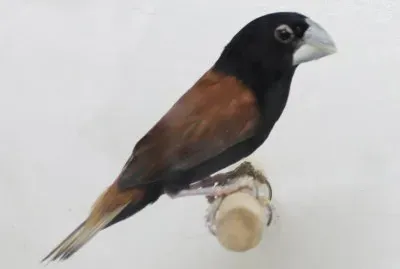 Cappuccino beccogrosso