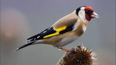 Cardellino