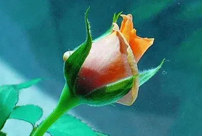 Mini-rose bud1