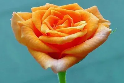 Mini-rose1