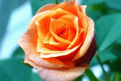 Mini-rose2