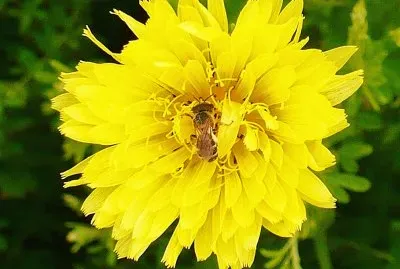 Bee hiding in dandelion