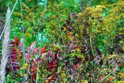 Roadside brush jigsaw puzzle