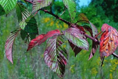 Wild berry leaves in early fall jigsaw puzzle