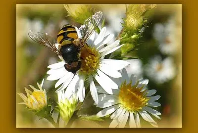 Bee on small daisy2