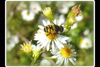 Bee on small daisy3