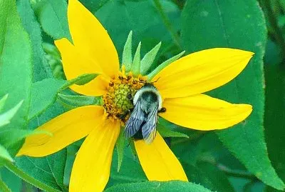 Bee on yellow flower4