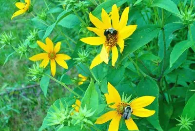 2 bees