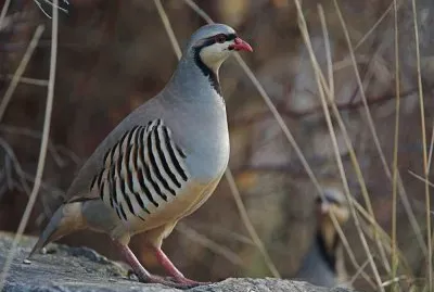 Chukar