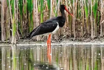 Cicogna nera