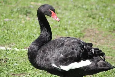 Cigno nero jigsaw puzzle