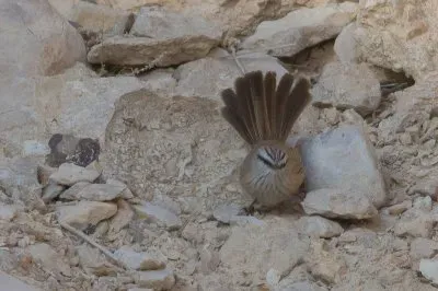 Codascura inquita jigsaw puzzle