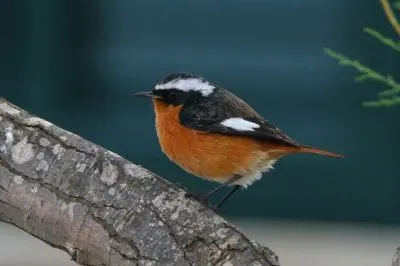 פאזל של Codirosso algerino